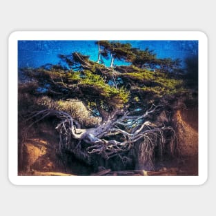 Kalaloch Tree of Life Surreal Sticker